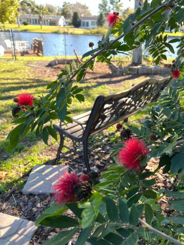 a bench sitting next to a bush with red flowers at Private Tropical Waterfront Sanctuary w pool, hot tub & an island! Pet Friendly in New Port Richey