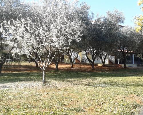 a tree in the middle of a field with trees at Apartments Nena 3* in Ližnjan