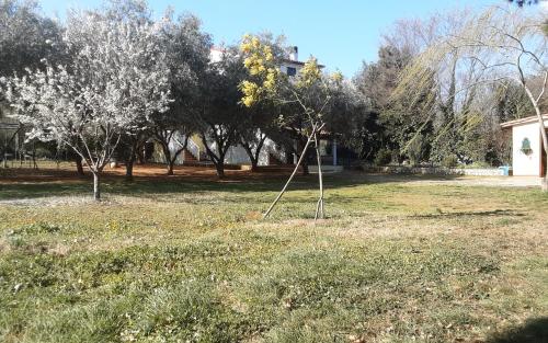 a small tree in the middle of a field at Apartments Nena 3* in Ližnjan