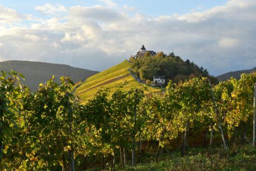 a house on a hill behind a bunch of trees at Weingut Rosenbaum in Briedel