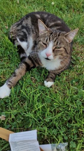 a cat laying on the grass in the grass at Toad Hall Hostel in Machynlleth