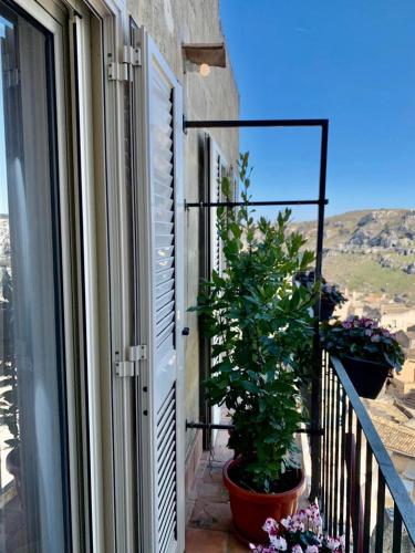 a balcony with a potted plant and a window at Slow Living B&B in Matera