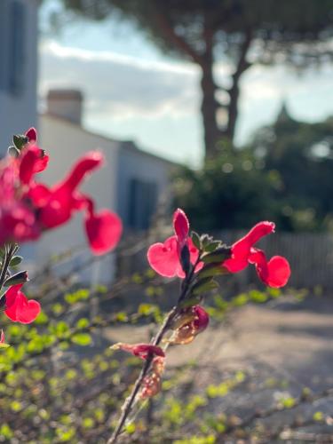 a close up of a red flower in a garden at Le Parc des Mimosas in Noirmoutier-en-l'lle