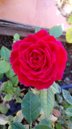 a red rose is growing in a garden at Casa Yoel in Granadilla de Abona