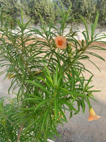 a green plant with an orange flower on it at Maison des Oliviers, Yasmine Hammamet, Bouficha in Hammamet Sud