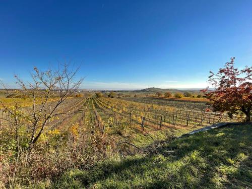 a view of a vineyard in the middle of a field at Apartments Freitag - H1 in Winden am See