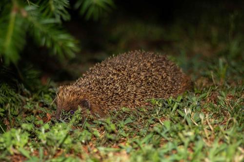 a hedgehog is walking through the grass at Villa Art Natura in Juzet-de-Luchon