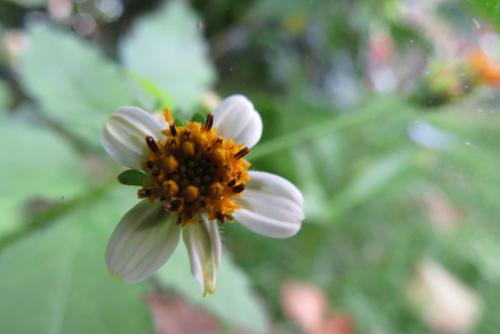a small white flower with a yellow center at Rinconcito Verde in Ujarrás