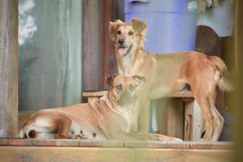 two dogs are standing next to each other at Vila Boa Vista Itacaré in Itacaré