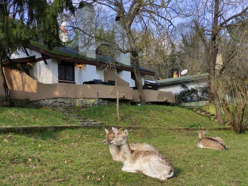 Dyr på resortet eller i nærheden