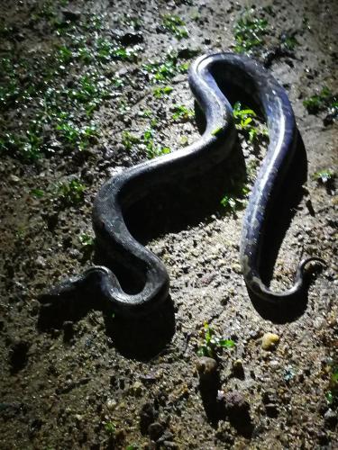 a black snake laying on the ground at Sinharaja Vini Villa in Deniyaya