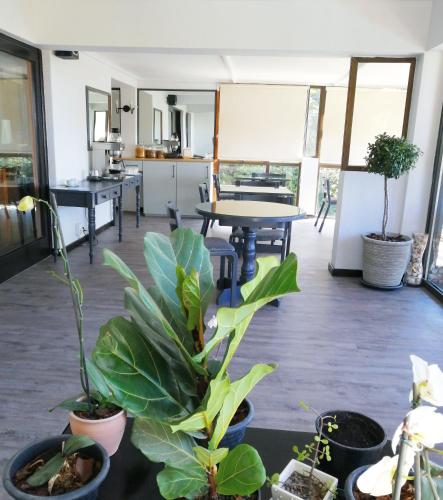 a room with potted plants and a table at Swallows Nest Plett in Plettenberg Bay