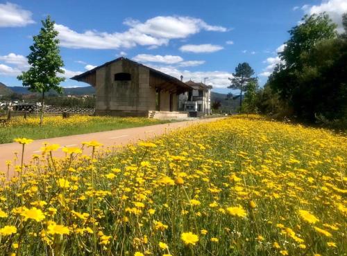 a field of yellow flowers in front of a building at Casas do Paço - Casas de Férias in Cabeceiras de Basto