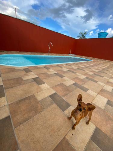 einem kleinen Hund, der vor einem Pool sitzt in der Unterkunft Rancho Itokazu in Delfinópolis