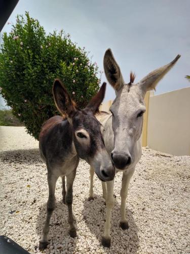 two donkeys are standing next to each other at Cozy home under the Sun with Swimmingpool in Paradera