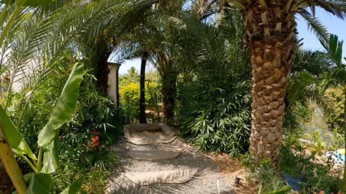 a garden with a palm tree and a path at Ô Ruisseau Lodges - Lodge Dattier in Saint-Louis