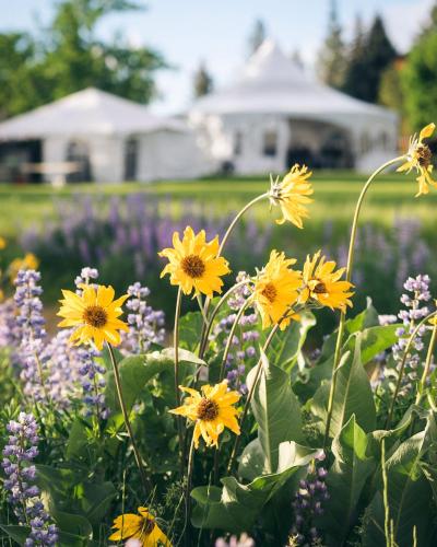 a field of yellow flowers with a house in the background at Sun Mountain Lodge in Winthrop
