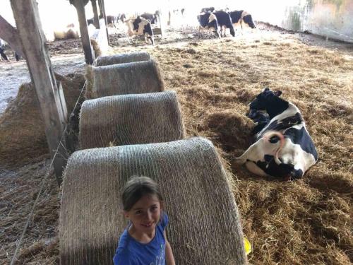 a little girl standing in front of cows in a barn at Les écuries du Nevez in Plonéour-Lanvern