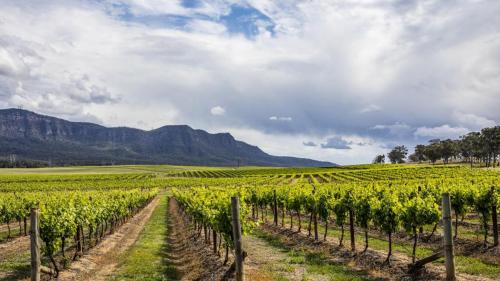 a vineyard in a field with mountains in the background at Kearsley Hotel in Cessnock