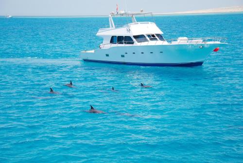 a group of dolphins swimming in the water next to a boat at Durdica beautiful garden with fantastic sea and mountain views in Metajna