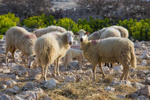 a herd of sheep standing on a rocky field at Durdica beautiful garden with fantastic sea and mountain views in Metajna