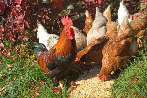 a group of chickens standing around in the grass at Huberhof App Rubens in Feldthurns