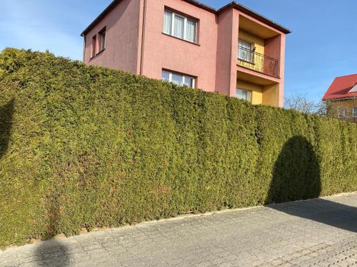 a tall green hedge in front of a building at Willa Malwa in Rewal