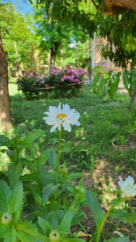 a white flower is growing in a garden at Rancho Por Fin in Barreal