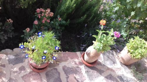 drei Topfpflanzen auf einer Steinmauer in der Unterkunft Kasbah Izoran in Midelt