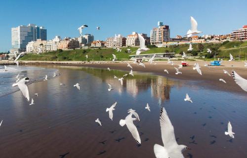 una bandada de aves volando sobre el agua en una playa en DEPTO 3 AMB- Ventanales al mar INOLVIDABLES en Mar del Plata