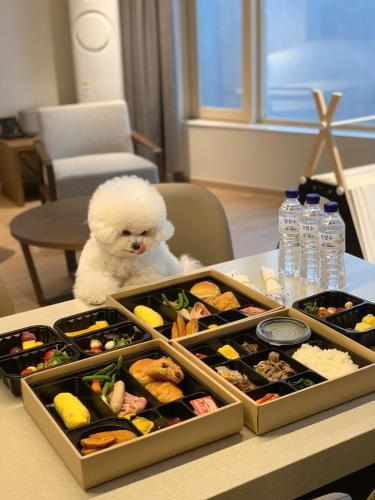 a white dog sitting on a table with trays of food at Phoenix Resort Pyeongchang in Pyeongchang 