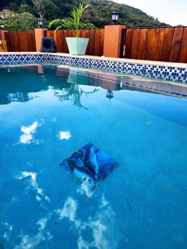 a dolphin in the water in a swimming pool at Royal Vybez Vacation Homes in Spanish Town