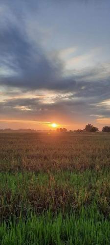 a field with the sun setting in the horizon at Izz Homestay Sawah Padi Sungai Besar ! in Kampong Parit Ten