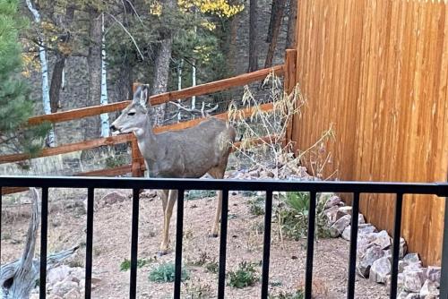 a deer is standing next to a fence at 24 Quiver Circle Spectacular Mountain View 5 Acres PIKES PEAK in Florissant