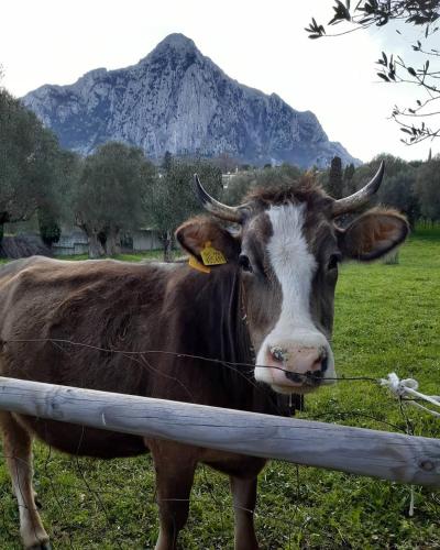 a cow standing behind a fence in a field at Pie' d'Ulivo in Bosco
