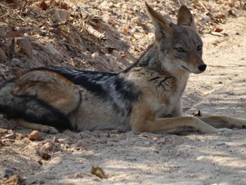 Animales en el lodge o alrededores
