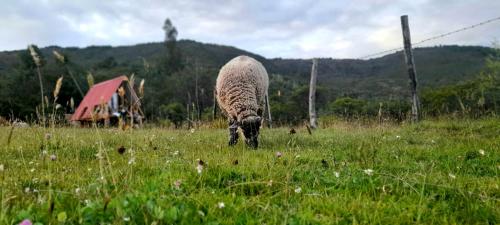 a sheep grazing in a field of grass at Dante Glamping in Guatavita