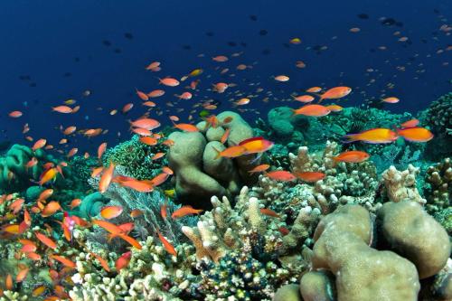 a coral reef with lots of fish on it at Murex Dive Resort in Manado