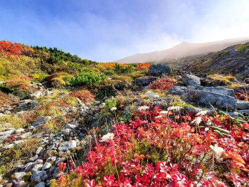 a field of flowers on a rocky mountain at Pension Gooseberry in Furano