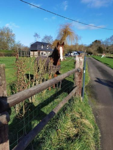 un caballo parado en un campo detrás de una valla en Obungalow de July Belle vue, en Saint-Julien-sur-Calonne