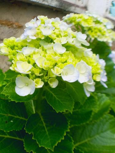 a bunch of white flowers with green leaves at Ella Happy View Homestay in Ella