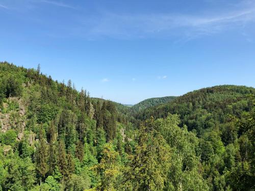 a view of a forest of trees on a hill at View & Garden Villa Schauenstein in Schauenstein
