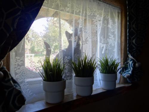 a cat looking out of a window with potted plants at Gîtanneke in Burg-Reuland