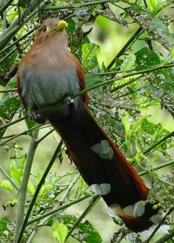 a bird sitting on a branch of a tree at Hacienda Guayabal in Chinchiná