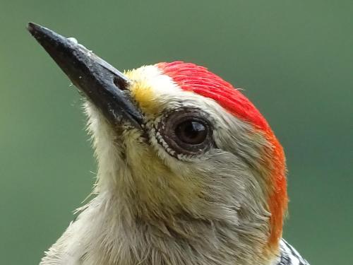 a close up of a bird with a colorful head at Hacienda Guayabal in Chinchiná