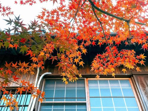 a tree with orange leaves in front of a building at Guesthouse Kioto in Kyoto