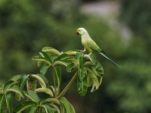 a bird perched on top of a tree branch at Green Hill Paradise Villa in Unawatuna
