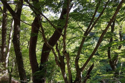 a tree with many branches and leaves in a forest at Blue Sky Milky Way Pension in Yangyang