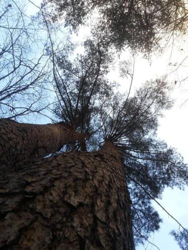 a view of the top of a tree at Blue Sky Milky Way Pension in Yangyang