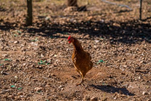 a chicken standing on the ground in the dirt at Ideal Property Mallorca - Can Maria in Costitx